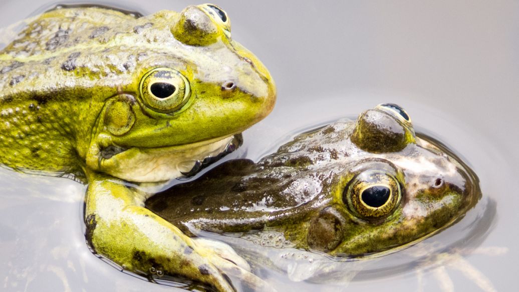 牛蛙養(yǎng)殖技術飼養(yǎng)管理和注意事項