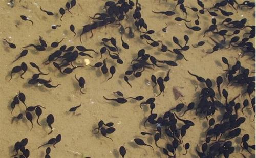 牛蛙蝌蚪什么時候過冬